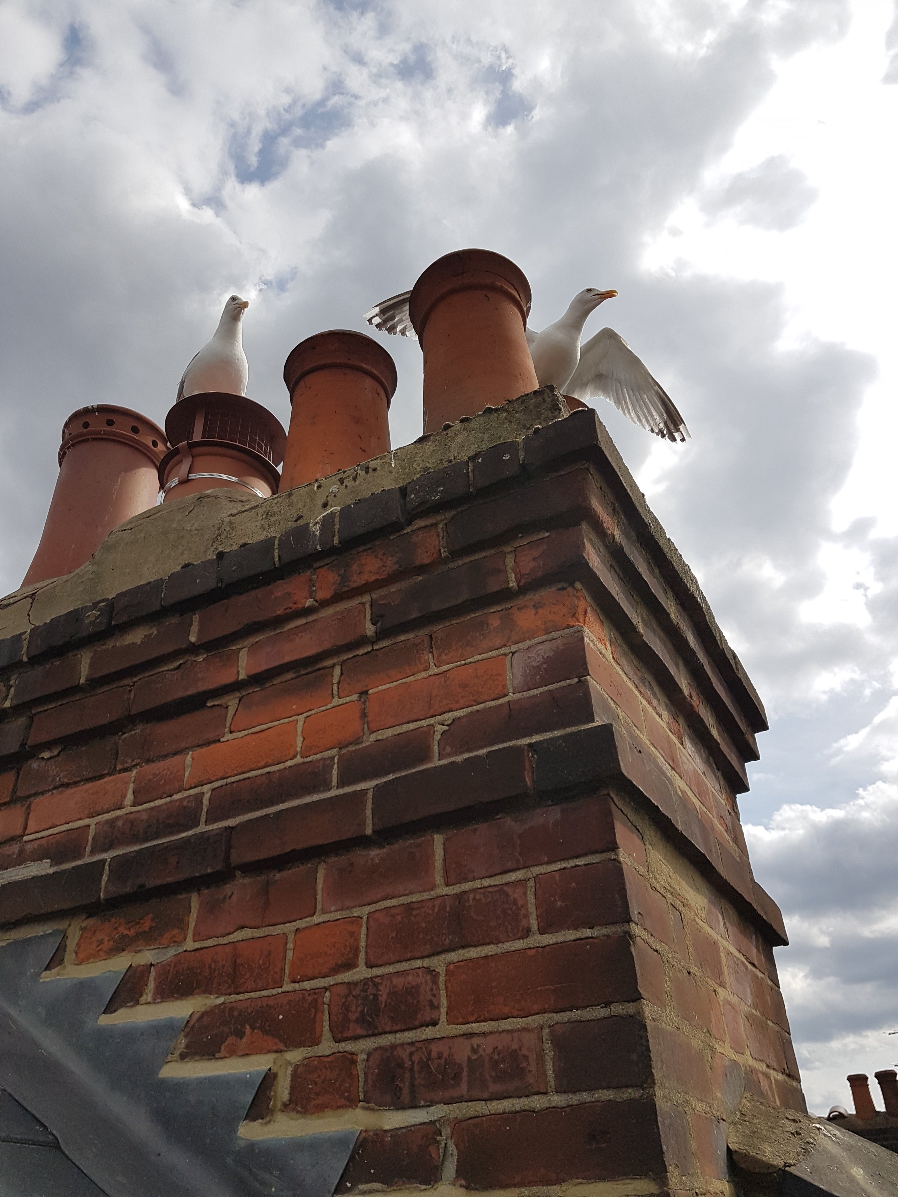 A hightop birdguard preventing seagulls entering the chimney system installed by hodgsons chimney sweeps devon