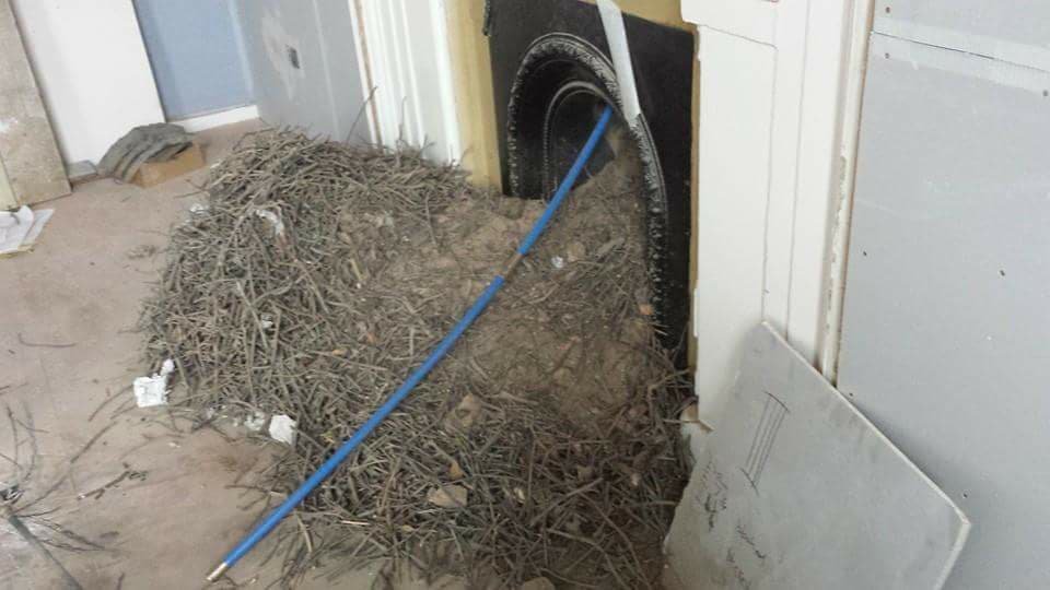 A huge nests removed by hodgsons chimney sweeps in devon