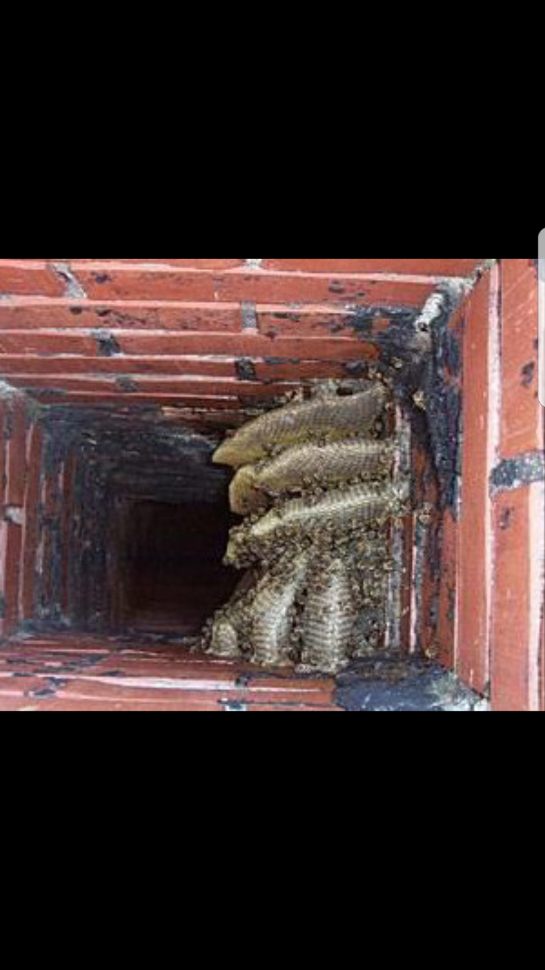 Large bees nest blocking the chimney system 